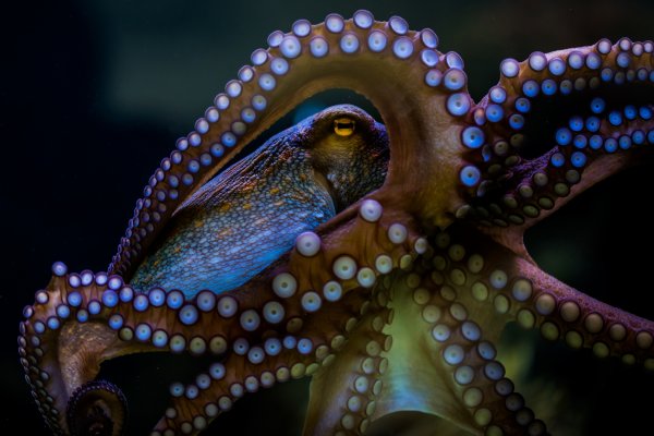 Kraken маркетплейс официальный