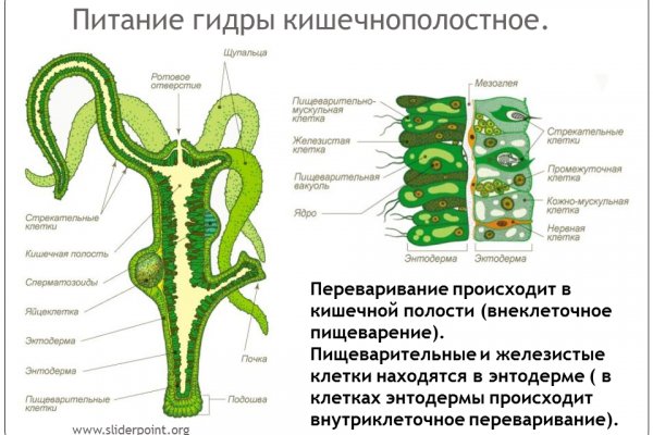 Кракен шеринг