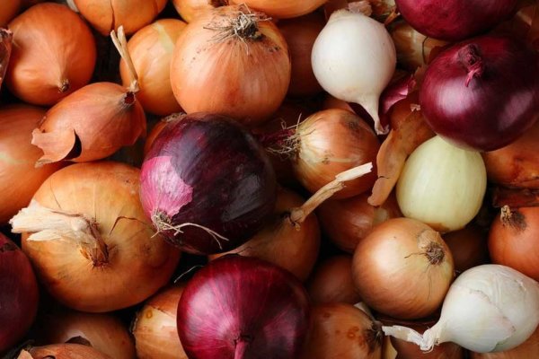 Kraken onion link